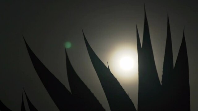 time lapse of the sun rising from maguey branches