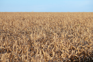 Ears of ripe wheat close-up. Wheat field. Beautiful Nature Sunset Landscape. Rural landscapes in bright sunlight.