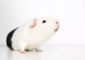 A white American Guinea Pig with black markings on a white background