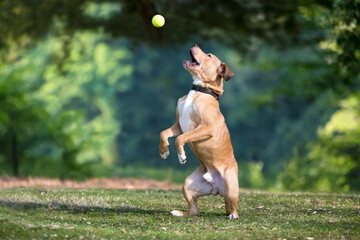 A Retriever mixed breed dog standing up on its hind legs and opening its mouth to catch a ball in...
