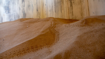 Tiny footprints of an reptile on sand inside on of the sandfilled houses at the ghost town of Kolmanskop, Namibia