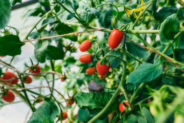 fresh red cherry tomatoes on a branch in a greenhouse