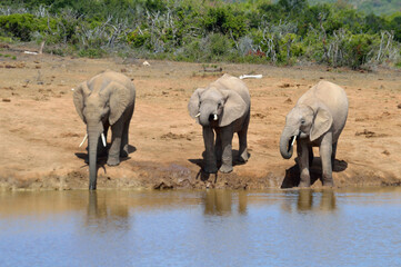 Three Elephants drinking water at watering hole 