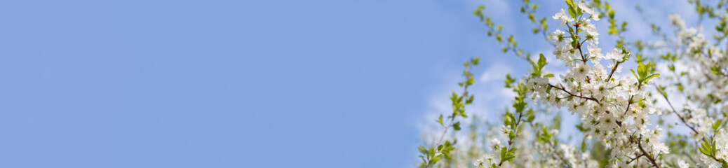 Obraz premium blooming tree