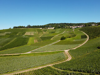Aerial view on green vineyards in Champagne region near Epernay, France, white chardonnay wine...