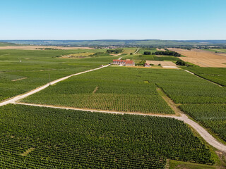 Aerial view on green vineyards in Champagne region near Epernay, France, white chardonnay wine grapes growing on chalk soils