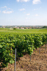 Fototapeta na wymiar View on green vineyards in Champagne region near Epernay, France, white chardonnay wine grapes growing on chalk soils