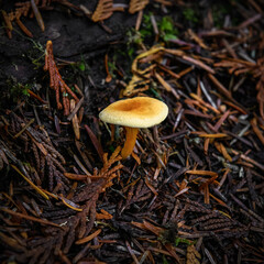 Mt. Rainier mushroom