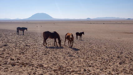 Namib Desert horse is a feral horse found in the Namib Desert of Namibia. A flock of ostriches and...