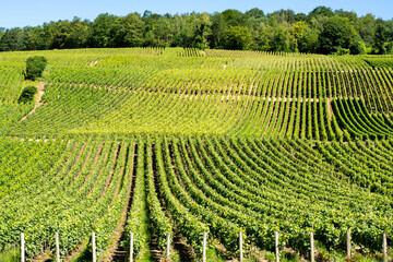 Fototapeta na wymiar View on green vineyards in Champagne region near Epernay, France, white chardonnay wine grapes growing on chalk soils