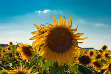 Nice yellow sunflowers on a sunny day with a blue sky as a background
