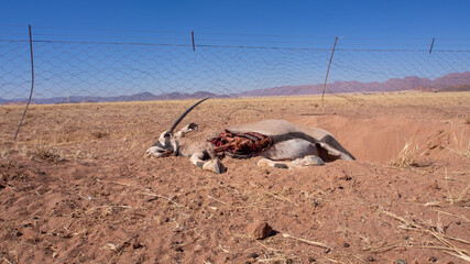 Carcass of an oryx or gemsbok in the Namibian desert.  It looks like the animal's horn hot stuck in the fence and he could not free himself.
