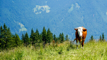 Fototapeta na wymiar Happy cow on a high alpine pasture in the Tegernsee
