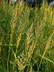 grass plant with flowers in summer on meadow