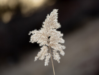 Large Plume Of Pampas Grass