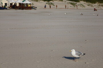 seagulls on the beach