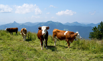 Happy cow on a high alpine pasture in the Tegernsee region in summer with lush grass and a great...