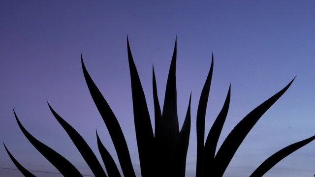 silhouette of maguey branches at night