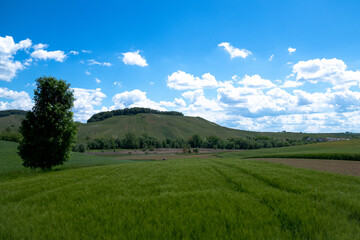 Weinberge Felder Sommer Wolkenhimmel Weinanbau Reben Rebstock Landschaft Schäfchenwolken