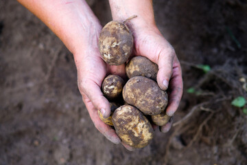 Harvest potato in farmer hands over the ground. Top view.