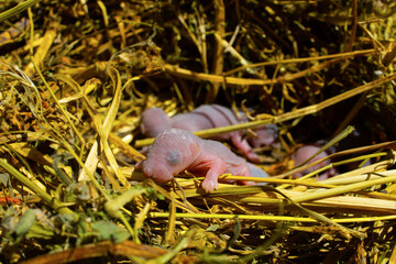 Small baby mouse in yellow salome. 