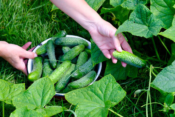 Farmer picking cucumbers in garden. View from above