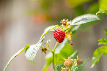 one red raspberry on a living plant
