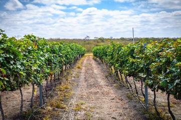 Fototapeta na wymiar Panoramic of an Ecuadorian vineyard crop ready to be harvested. Raw red and white wine grapes, leafs, sunny day.