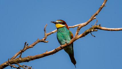 bird, nachplappern, tier, natur, wild lebende tiere, schnabel, ast, wild, bunt, feather, tropisch, bienenfresser,