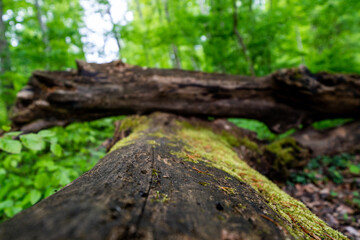 Fototapeta na wymiar tree trunk with moss