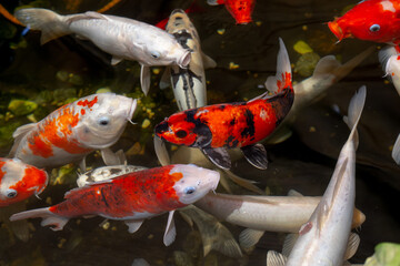 Japanese koi fish in the water pool