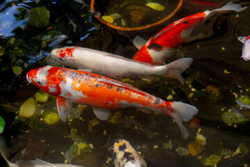 Fancy Carps Fish or Koi Swim in Pond