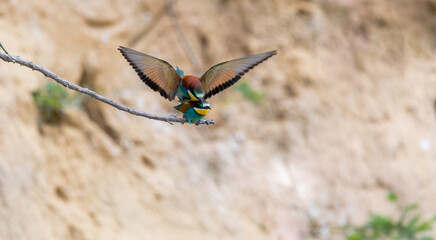 bird, nachplappern, tier, natur, wild lebende tiere, schnabel, ast, wild, bunt, feather, tropisch, bienenfresser,