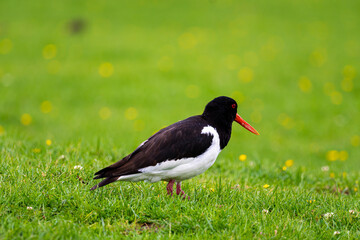Selective focus shot of a Eurasian oystercatcher perched on the grass, outdoors during daylight