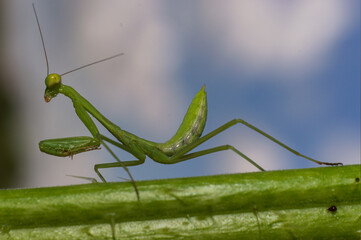 Mantis religiosa con fondo de cielo