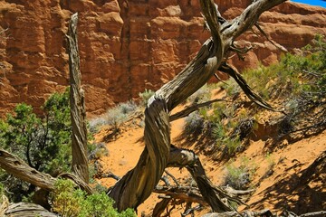 Arches National Park, Utah, USA. the landscape of contrasting colors and textures. natural stone arches and hundreds of soaring pinnacles