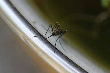 Nahaufnahme von einer Asiatischen Buschmücke (Aedes japonicus) von vorne. Stechrüssel von einer...