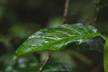 rain drops on leaf