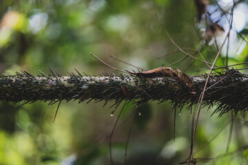 Close up of a branch 