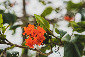 Orange flowers in Belize 