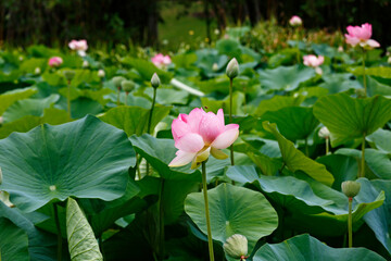 Lotus Flowers, Melbourne Botanical Garden