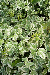 Background from leaves. The variegated white-green leaves of the plant runny. Background, texture