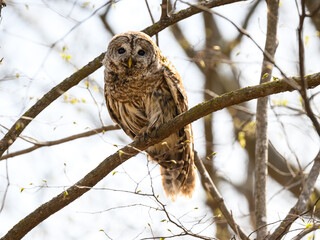 Barred Owl Sitting on Tree Branch in Spring, Closeup Portrait