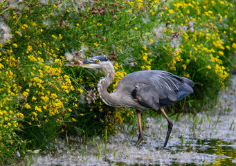 Great Blue Heron Fishing on the Pond with Yellow Flowers