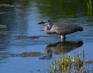 Great Blue Heron with Reflection Closeup Portrait in Early Morning Light