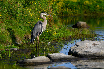 Great Blue Heron Closeup Portrait in Early Morning Light
