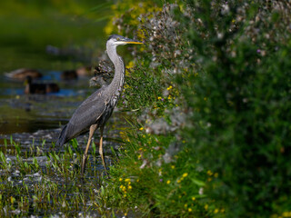 Fototapeta premium Great Blue Heron Closeup Portrait in Early Morning Light