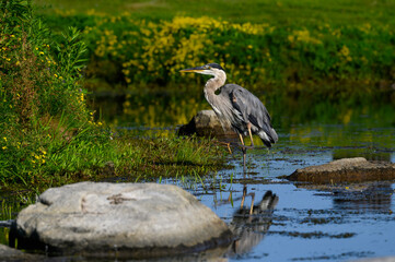 Great Blue Heron Fishing on the pond with Rocks