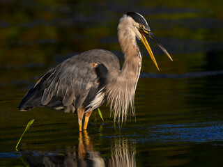 Great Blue Heron with Open Beak ,Closeup Portrait in Early Morning Light