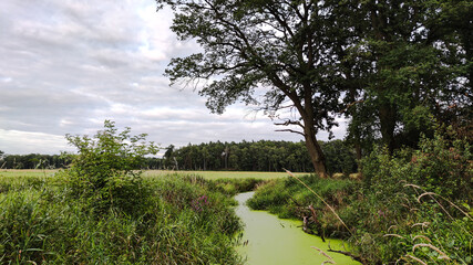 a small river flowing through a field, cloudy sky, green sediment on the river, trees over the meadow